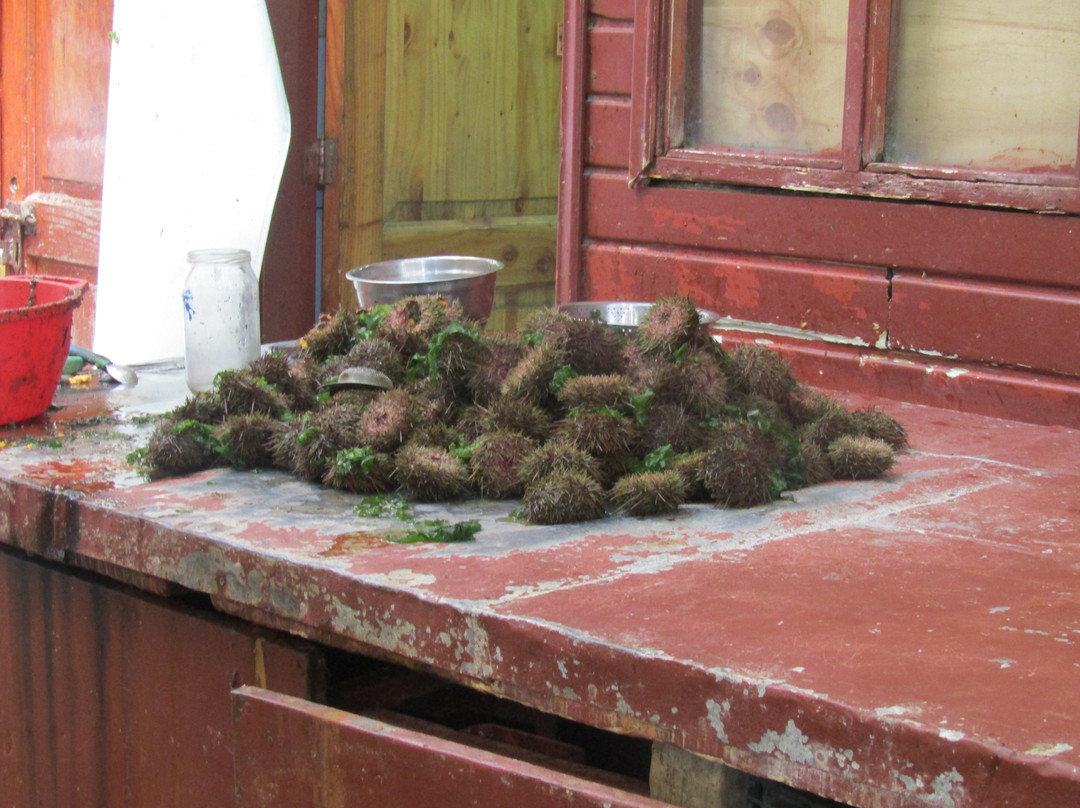 Mercado Tipico Angelmo-蒙特港必去景点