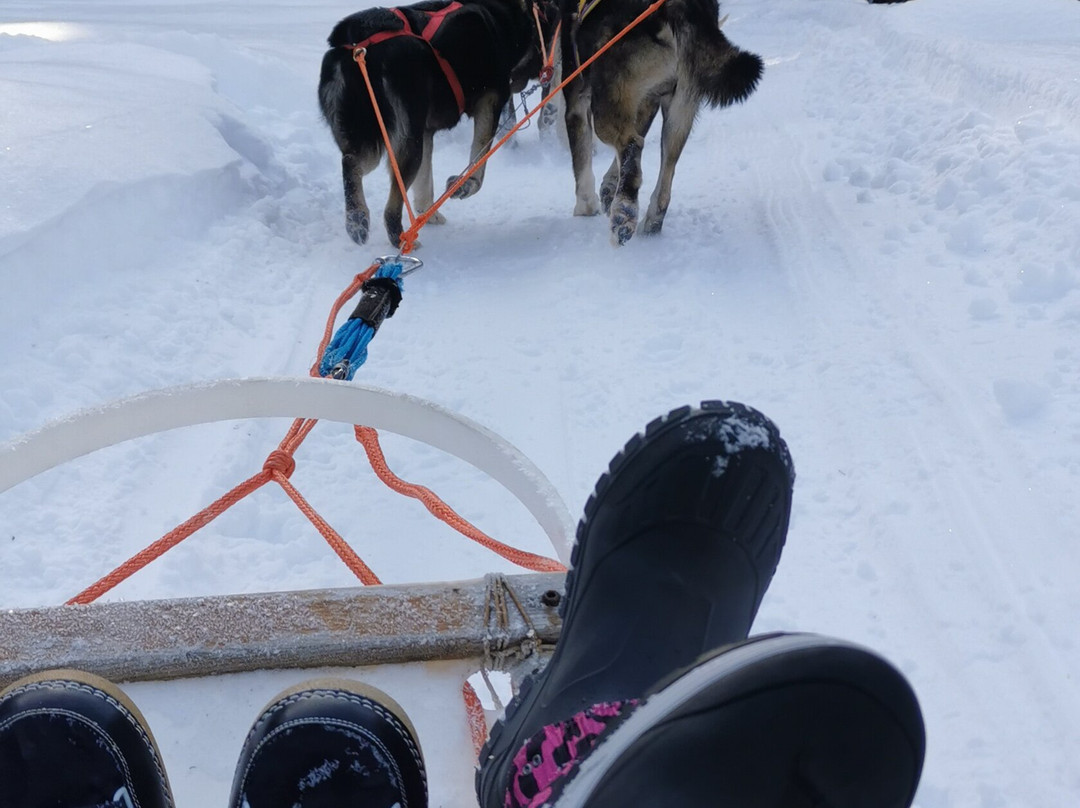 Athabaska Dogsledding - Scuola di Sleddog景点图片