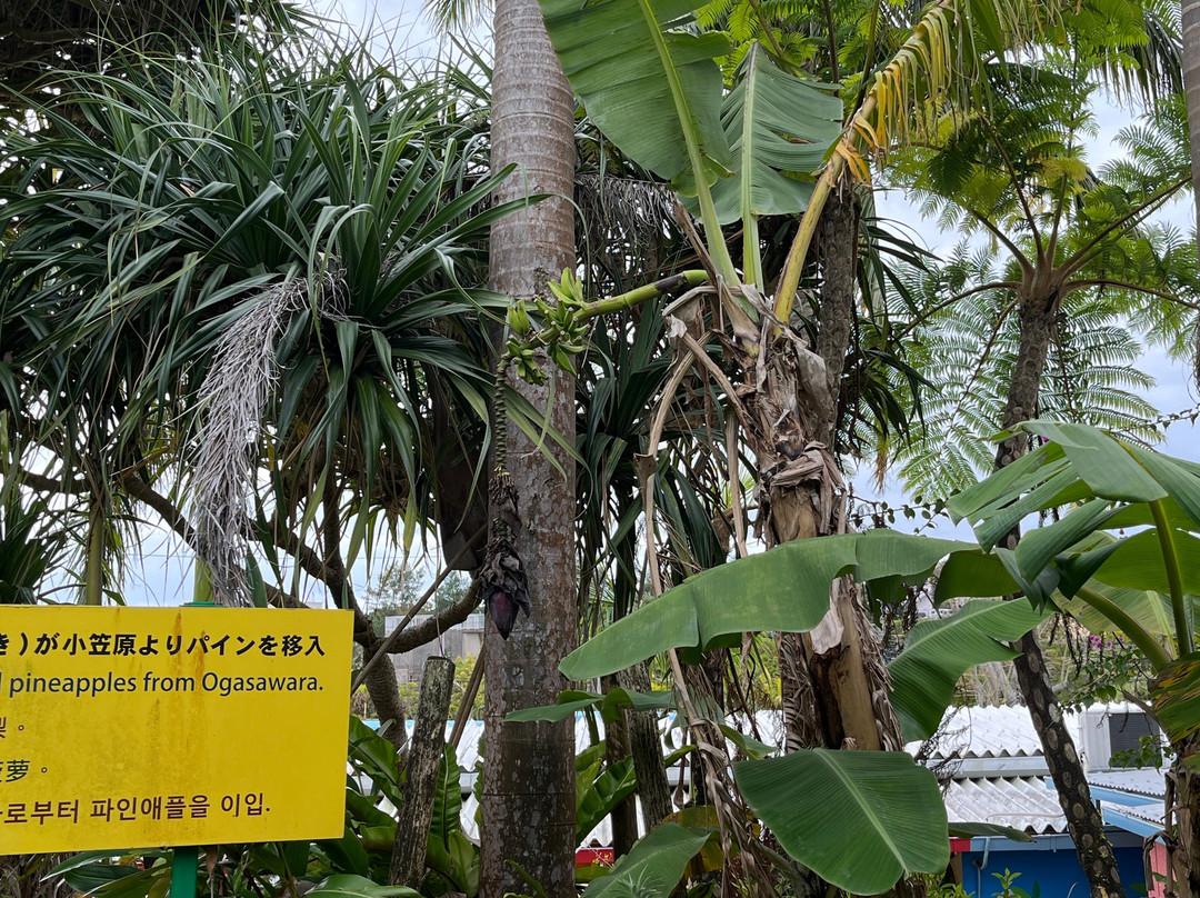 名护菠萝园-名护市必去景点