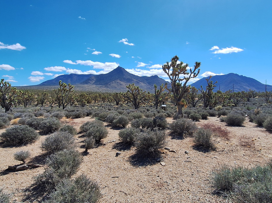 Grapevine Mesa Joshua Trees-Meadview必去景点