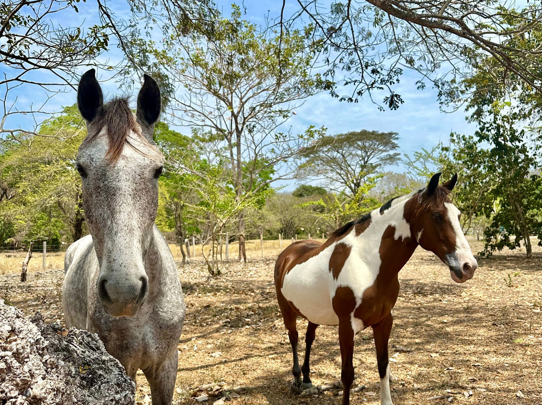 Horse Spirit Healing景点图片