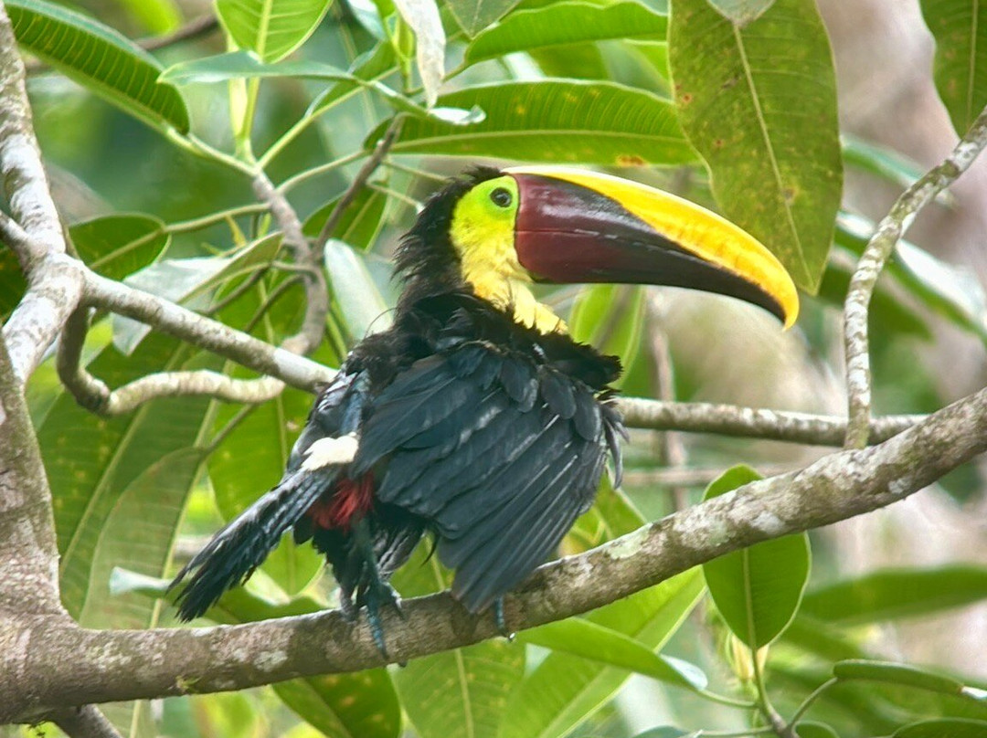 Birding Spots Manuel Antonio景点图片