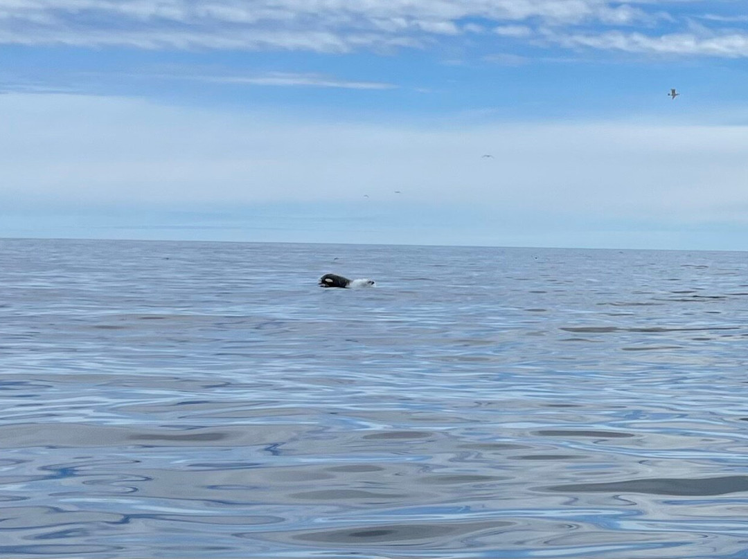 Alaskan Majestic Fishing Charters-Kasilof必去景点