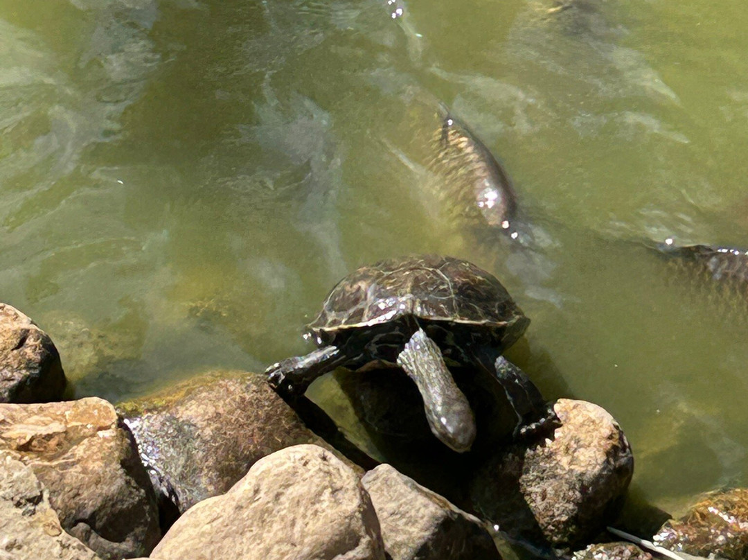 Tisch Family Zoological Gardens (Biblical Zoo)景点图片