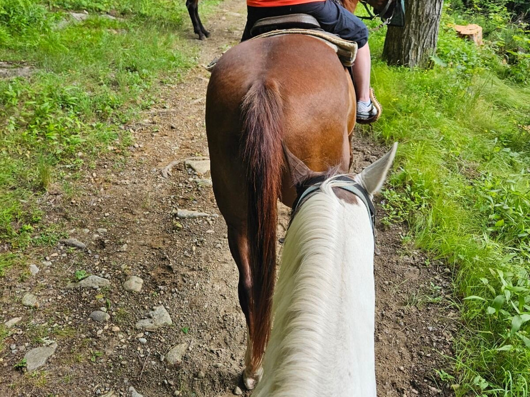 Saddle Up Stables景点图片