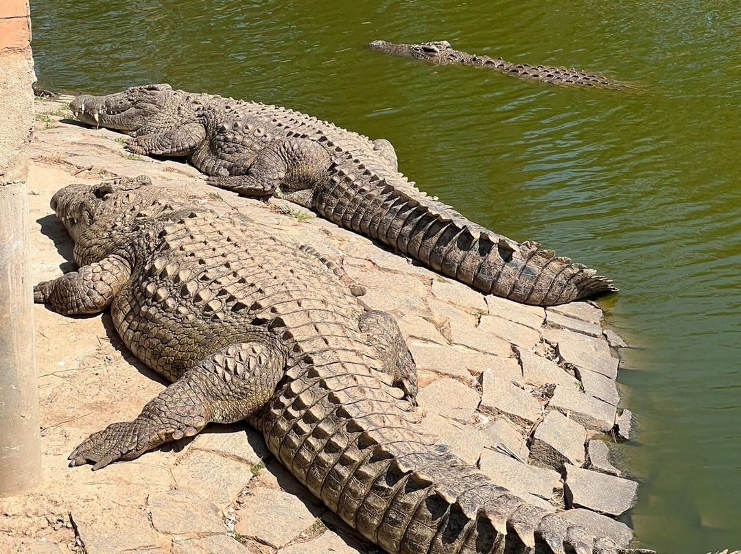 Croc Farm景点图片