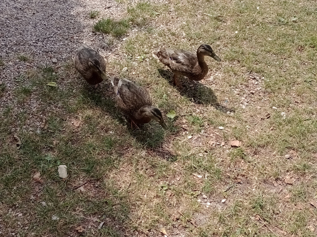 Bar Spiaggia Libera Moyra 2.0-Caldonazzo必去景点