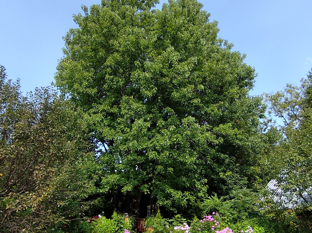 La Vieille Ecole主图