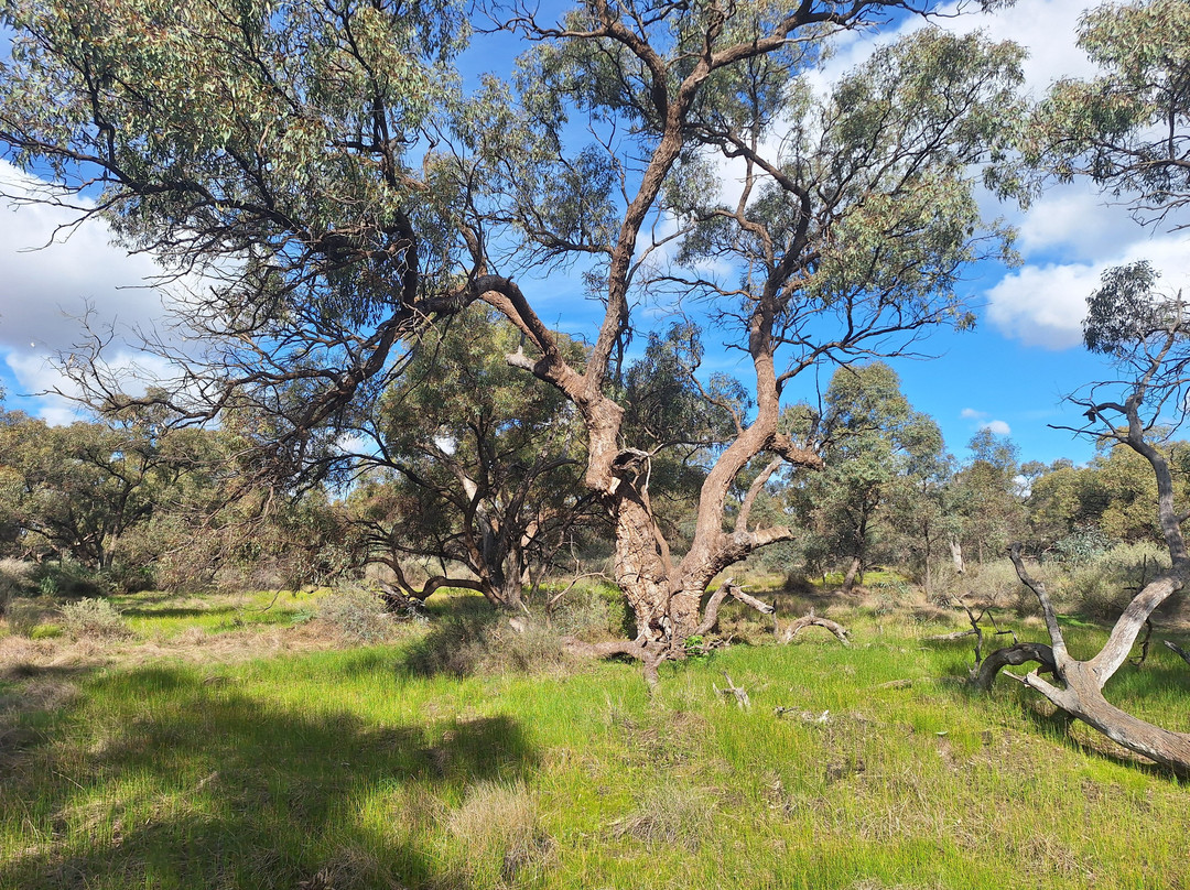 Corynnia Station主图