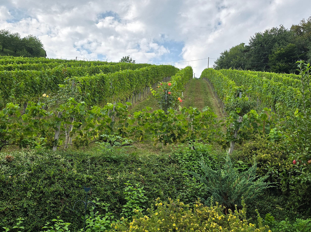Weingut Schlafgut Genussgut Lorenz主图
