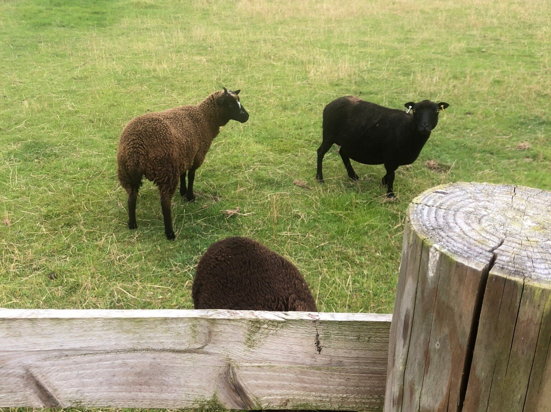 Wildwood Alpacas-Albrighton必去景点