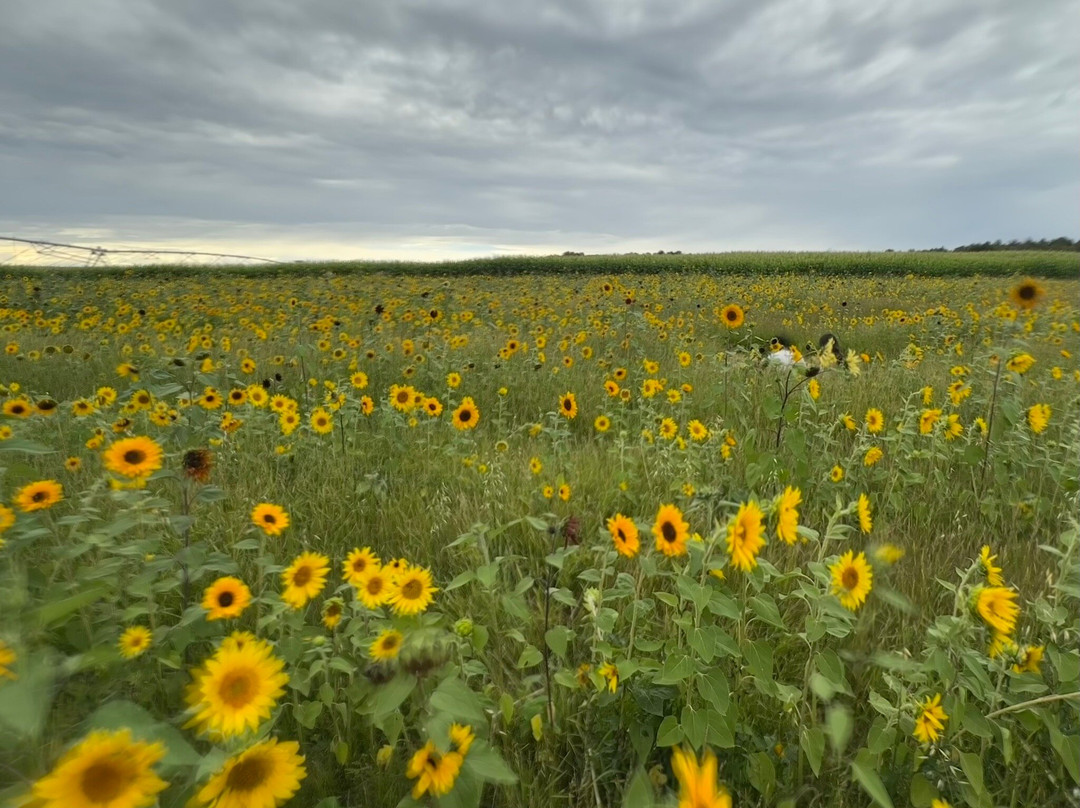 Jackalope Acres-Ignacio必去景点