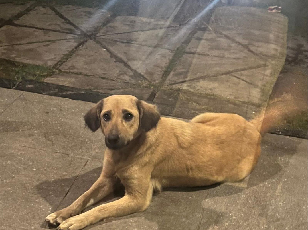 Singabu Bungalows主图