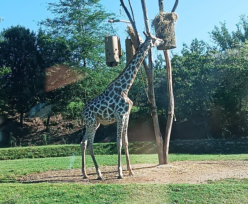 Zoo African Safari景点图片