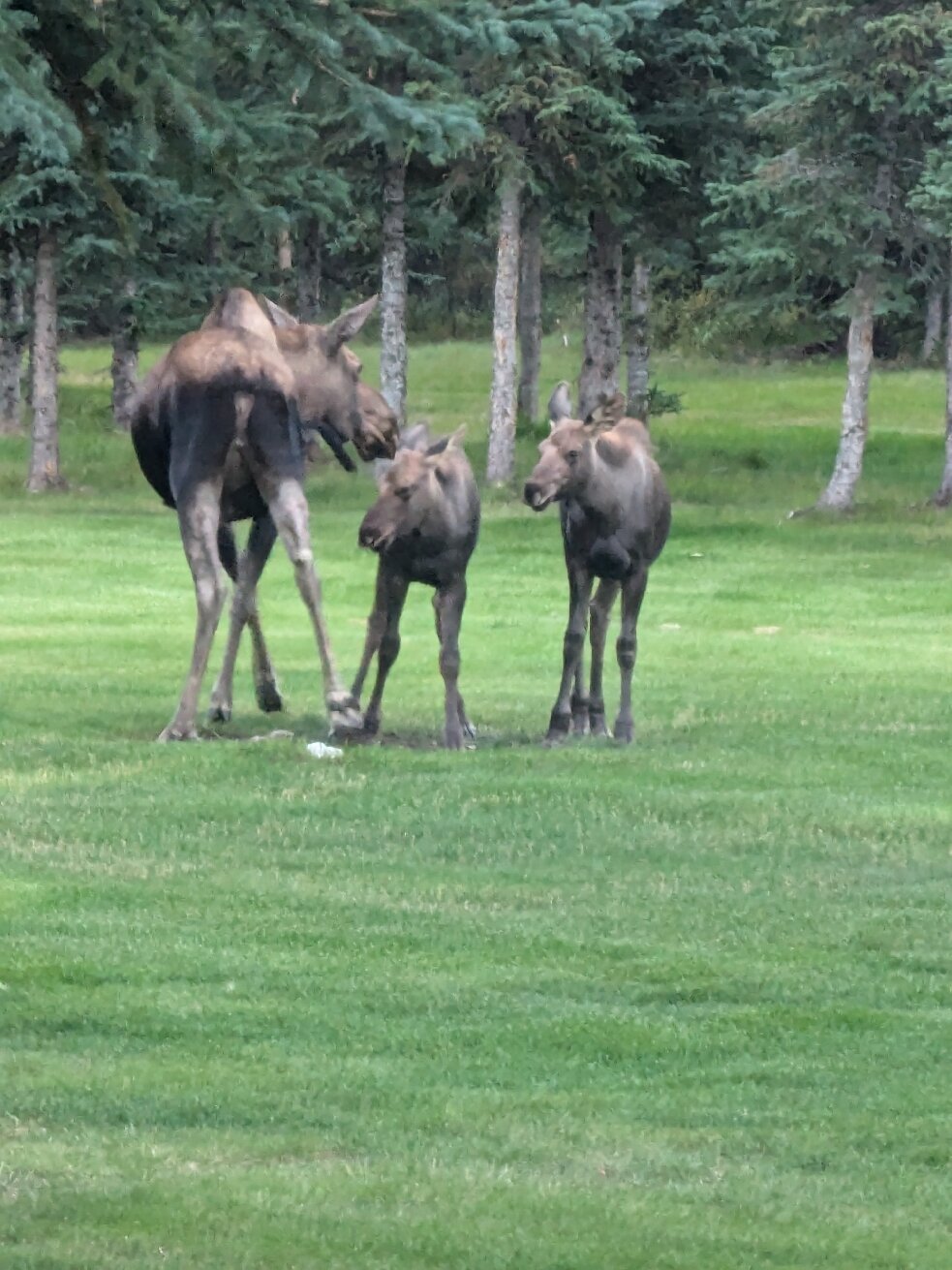 Denali Dome Home Bed And Breakfast-官方