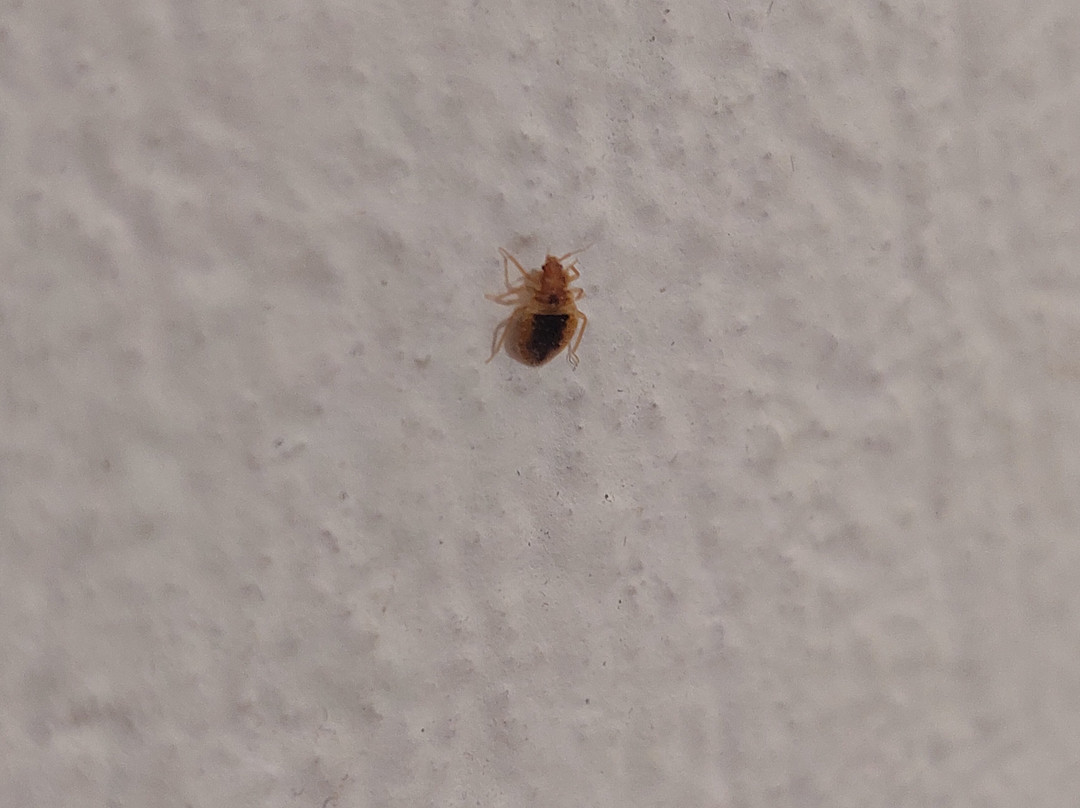 Hotel Orfeas Delphi主图