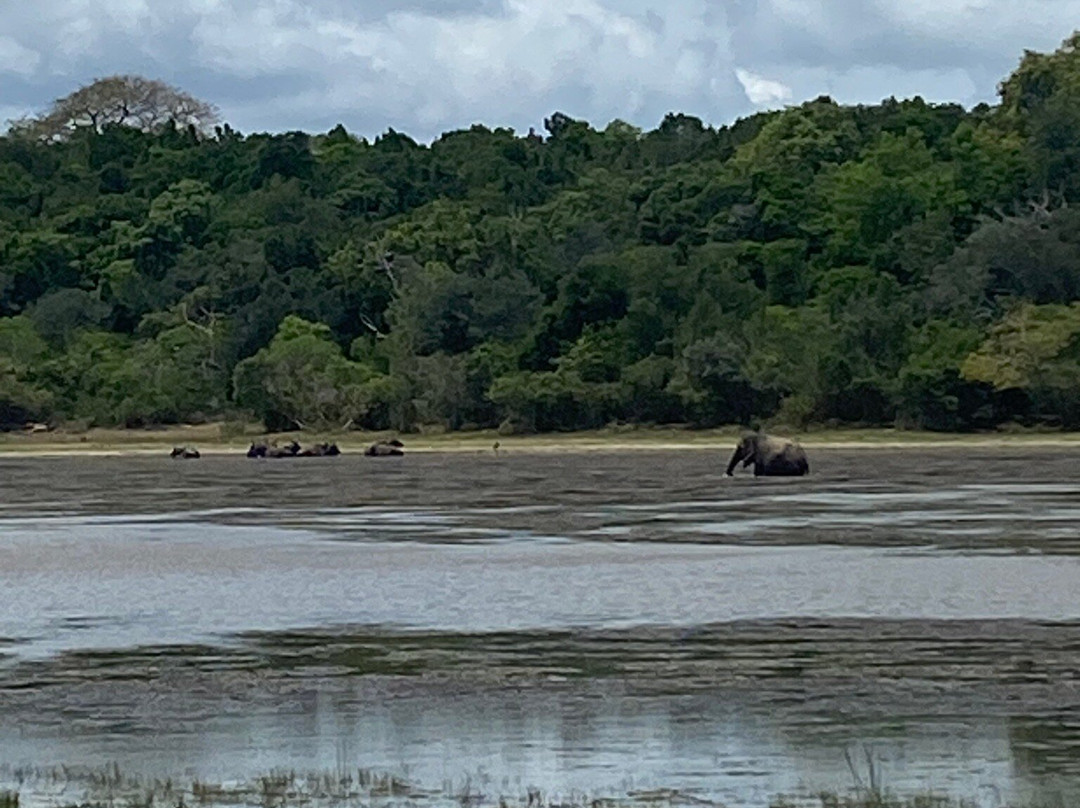Wilpattu Megha Safari-阿努拉德普勒圣城必去景点