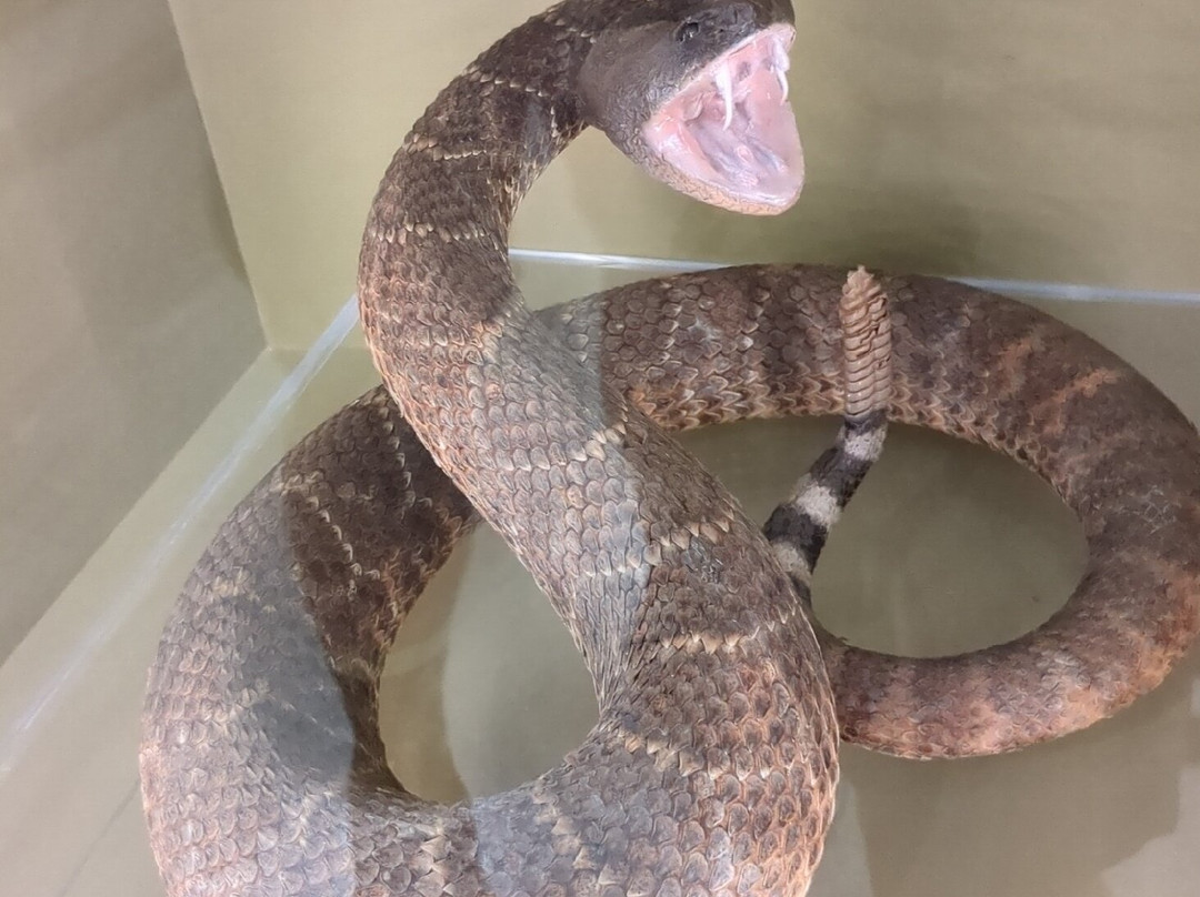 Museum of Nature & Science-拉斯克鲁塞斯必去景点