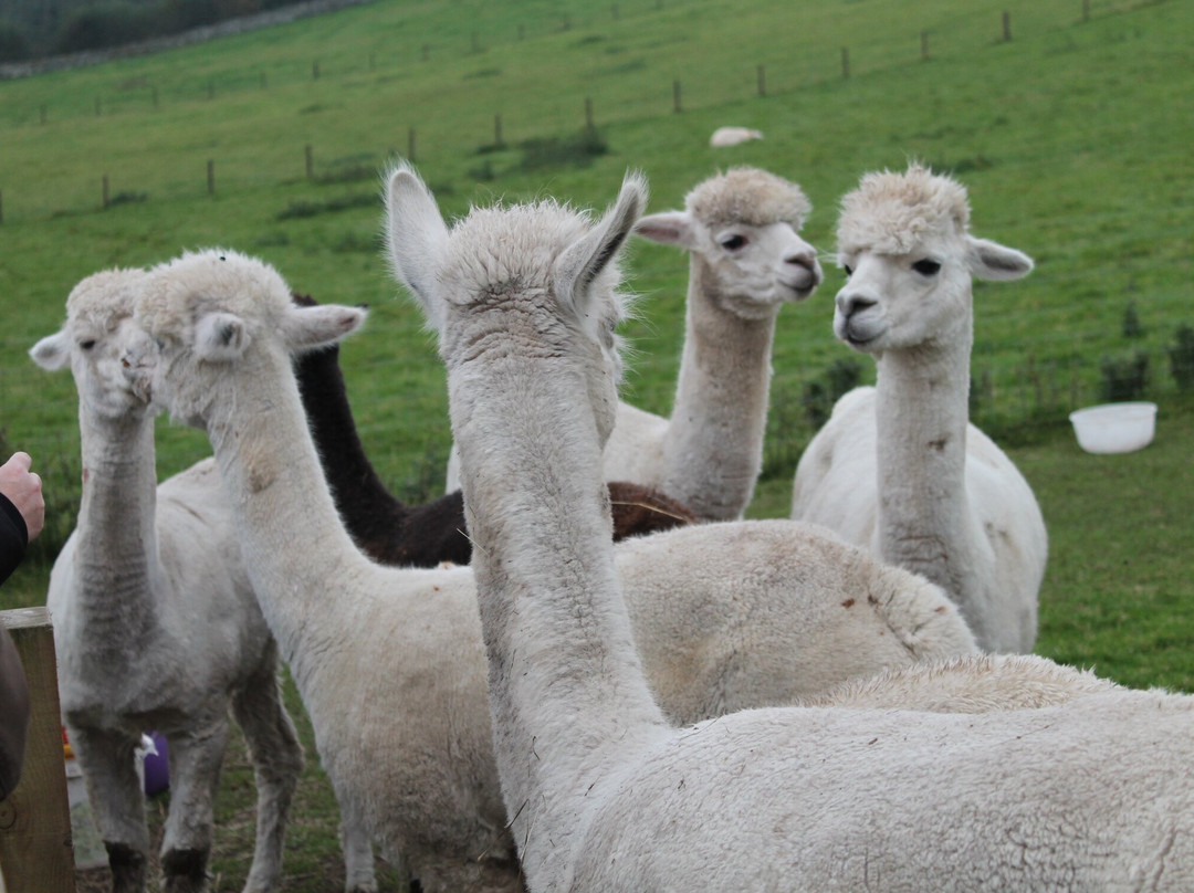 Beirhope Alpacas景点图片