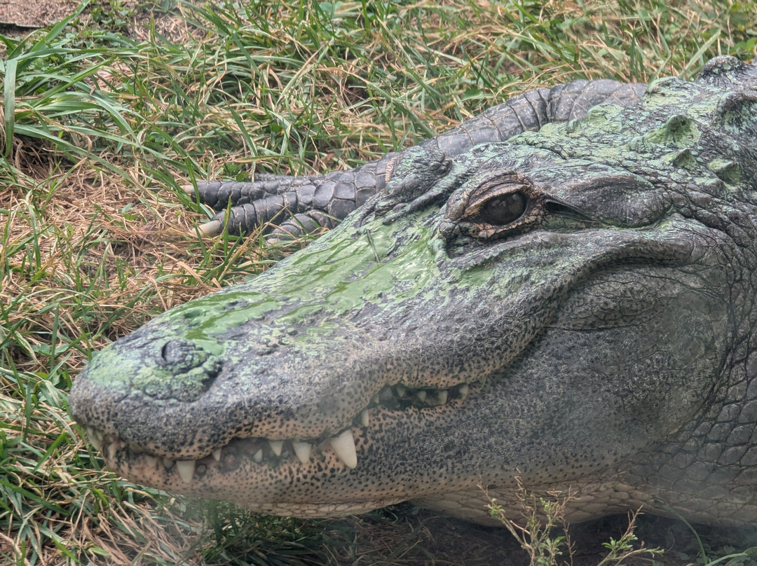 Critchlow Alligator Sanctuary景点图片
