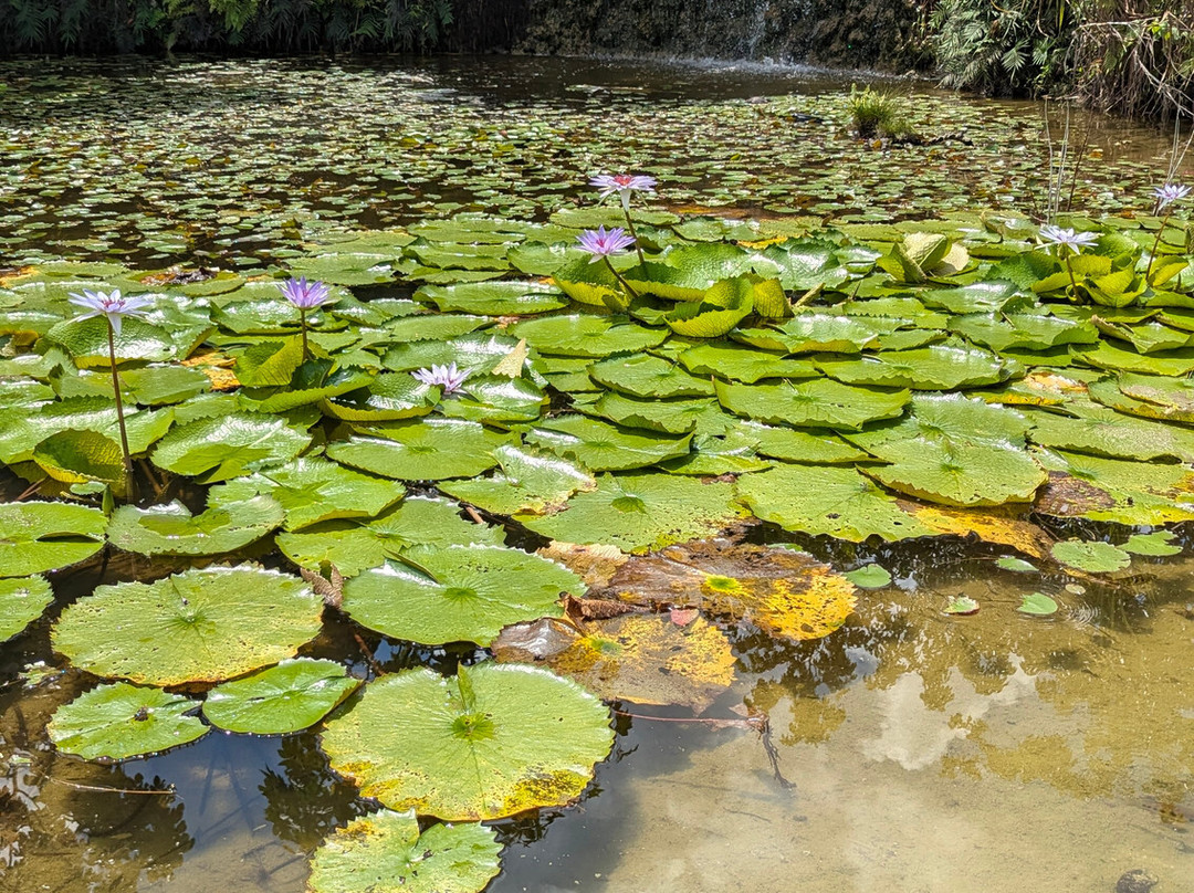Fruit & Spice Park-霍姆斯特德必去景点