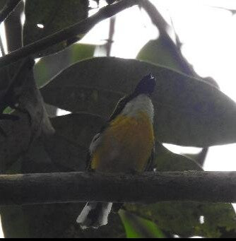 Birdwatching Tropical Australia-Mossman必去景点