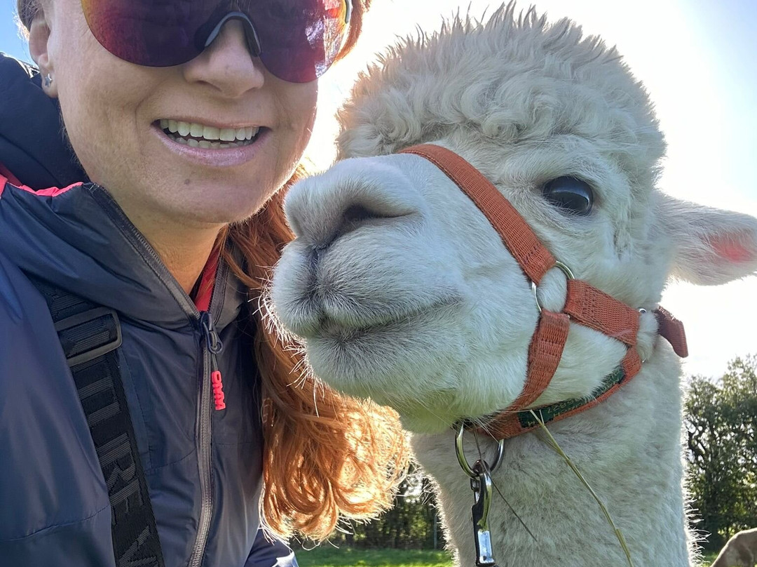 Natterjack Alpacas景点图片