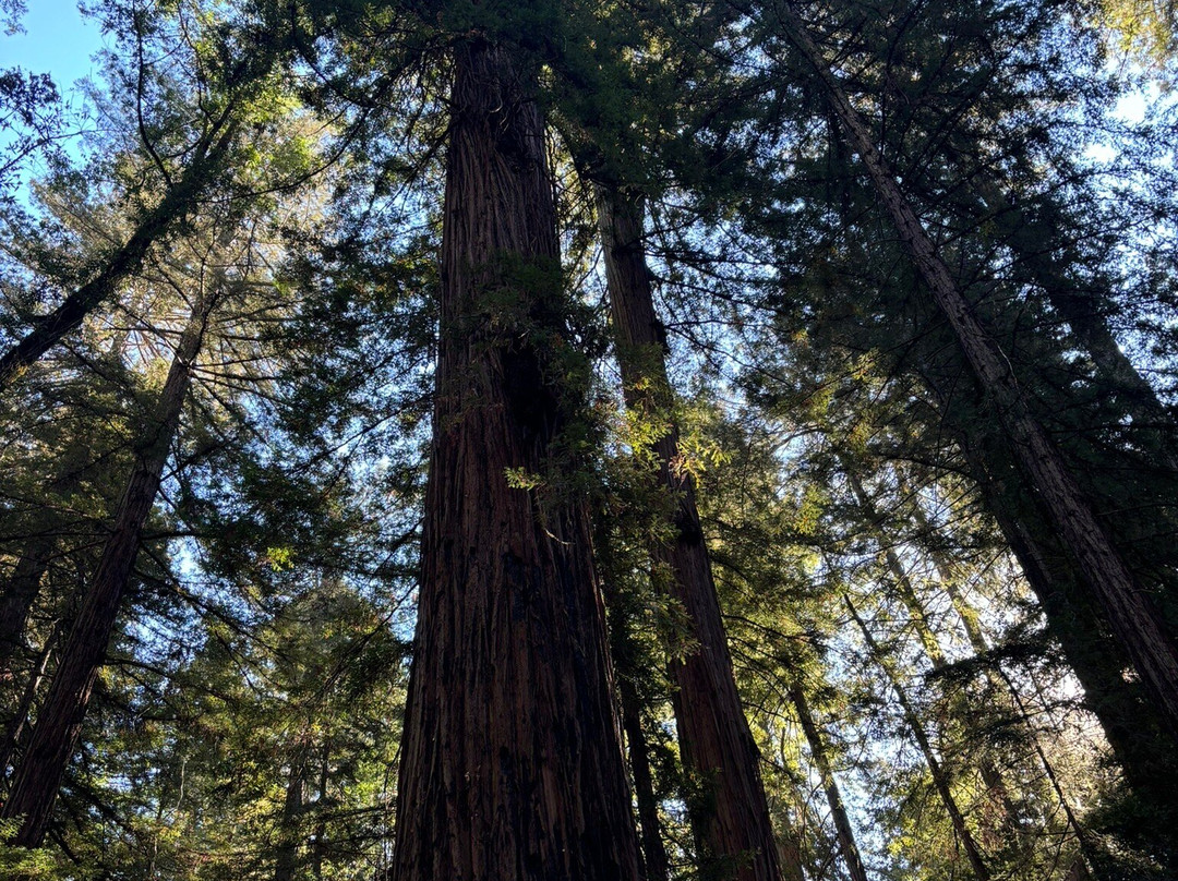 Sonoma Zipline Adventures景点图片