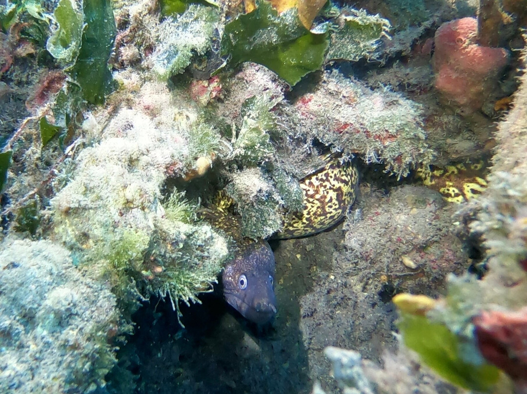 Diving Center Viking Hvar景点图片