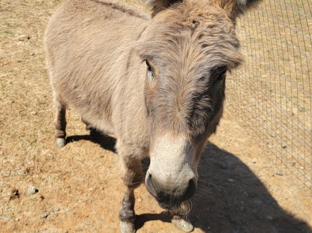 Rescue At Little Fox Hollow-达拉斯必去景点