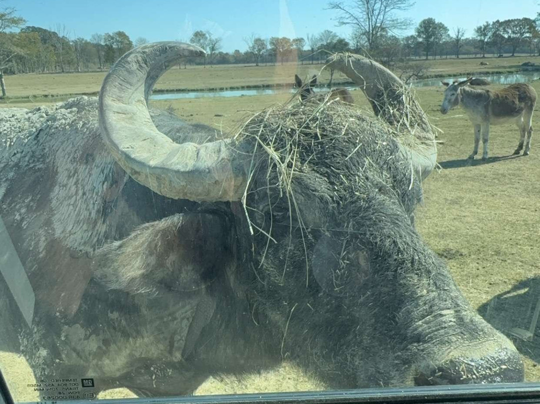 Wild Country Safari Park景点图片