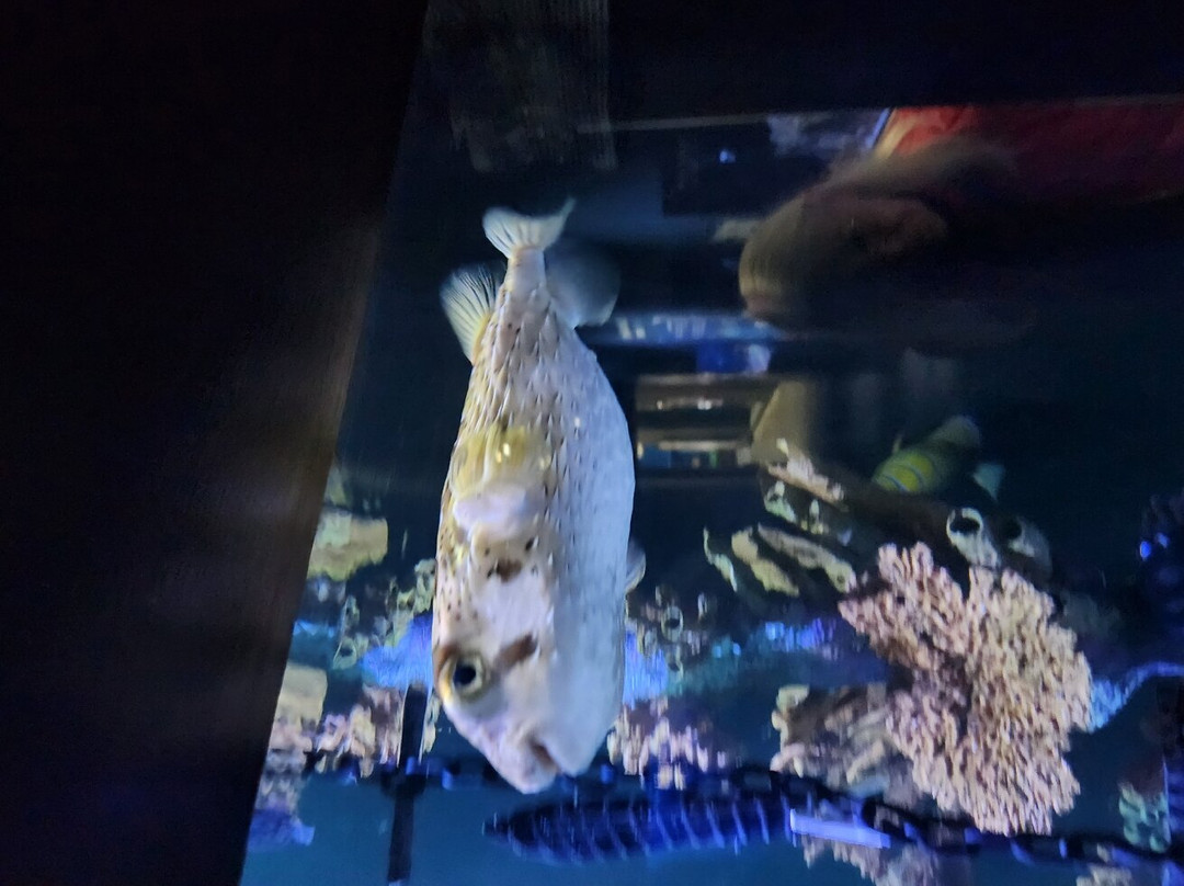 Great Lakes Aquarium-德卢斯必去景点