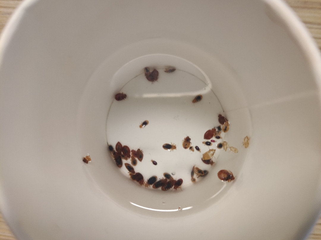 Premiere Classe Angers Ouest - Beaucouze主图