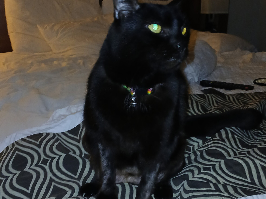 阿尔巴尼机场麦克罗特客栈主图