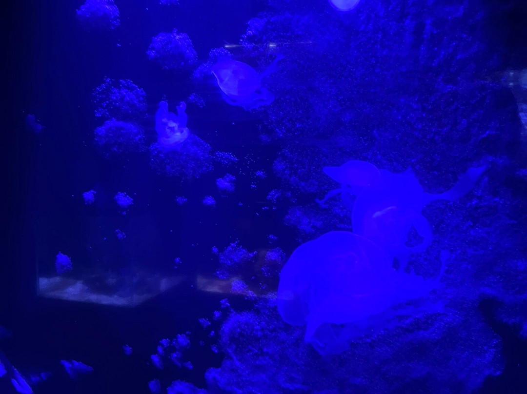 Aquarium d'Amneville景点图片