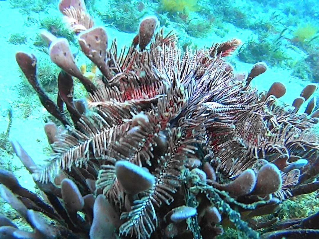 Feet First Dive-尼尔森湾必去景点