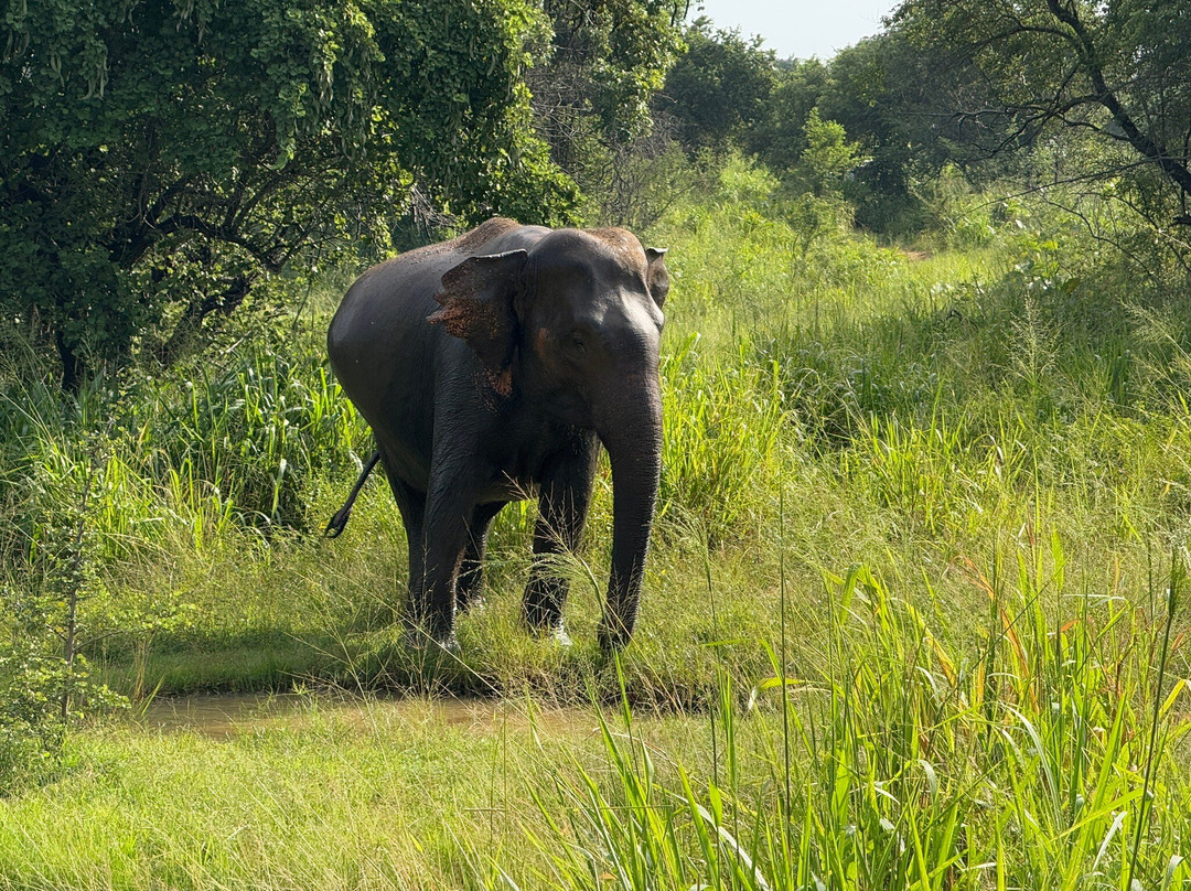 The Nature Safari Sigiriya景点图片