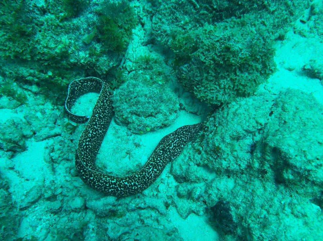 Seahorse Divers Barbados-奥伊斯廷斯必去景点