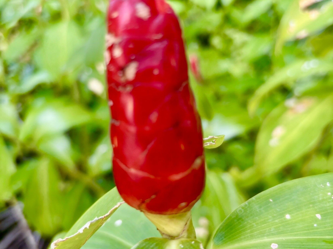 Isla Zapatillas-博卡斯德尔托罗必去景点