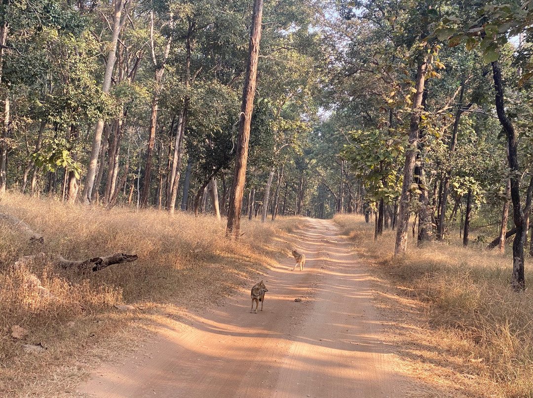 Pench Tiger Reserve景点图片