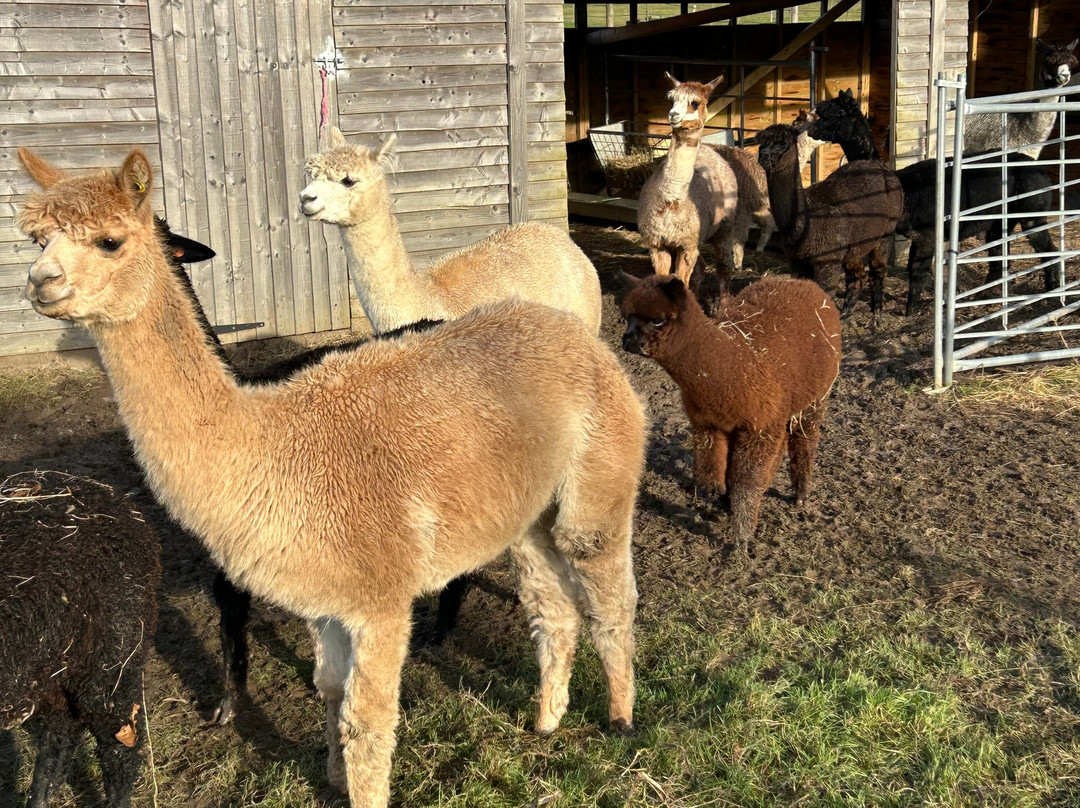 London Alpacas景点图片