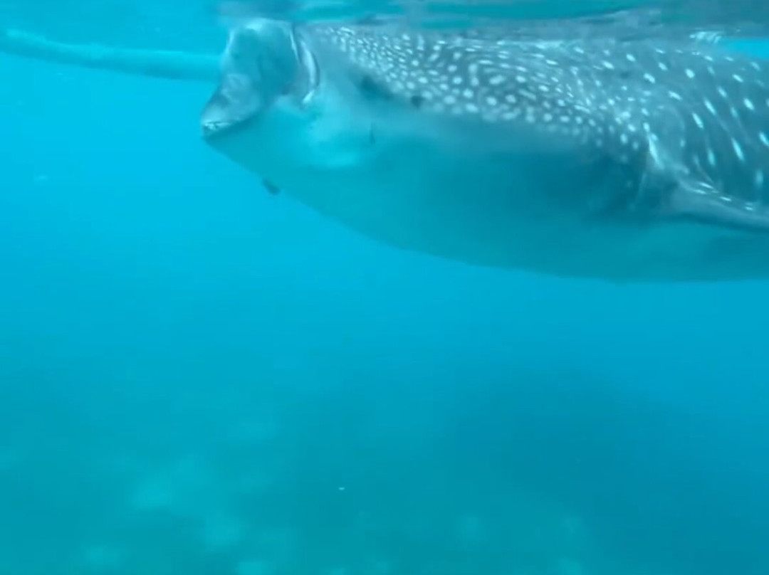 CSP Philippines-宿雾必去景点