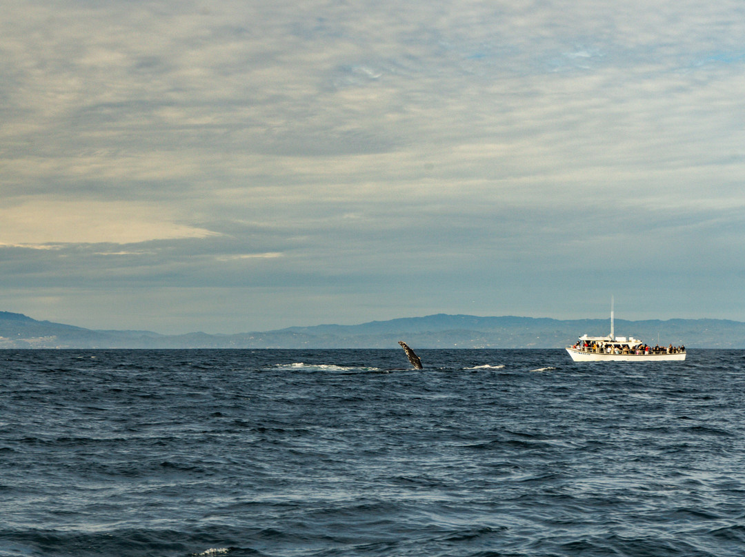 Discovery Whale Watch-蒙特雷必去景点