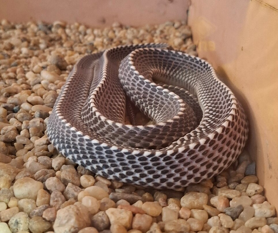 Snake Park-斯瓦科普蒙德必去景点