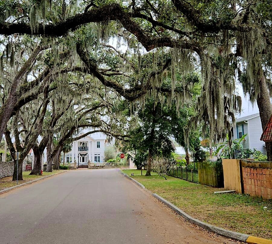 The Old Senator Tree-圣奥古斯丁必去景点