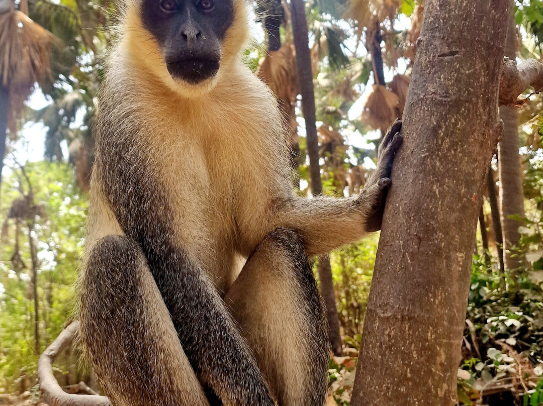 Monkey Park Senegambia景点图片