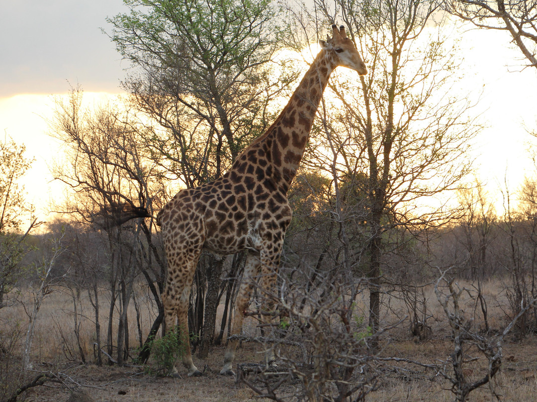 L'œil Sauvage - Wildlife Experience-霍德斯普鲁特必去景点