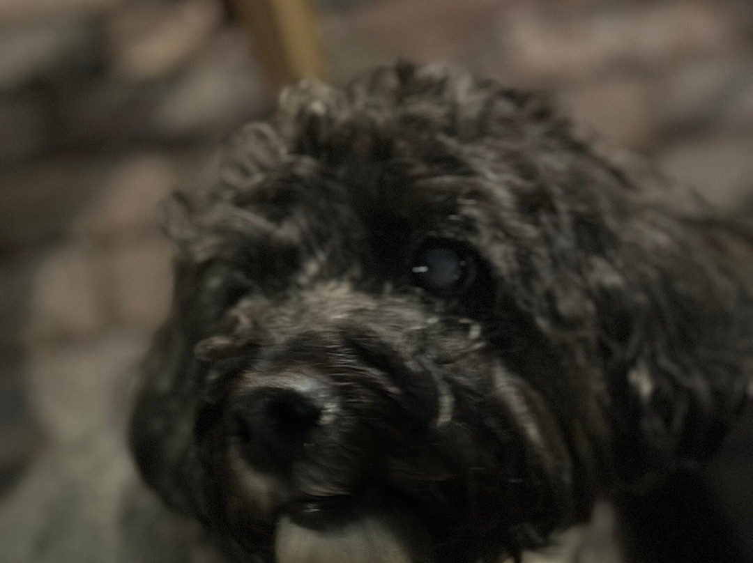 Old Town Alexandria Waterfront-亚历山德里亚必去景点