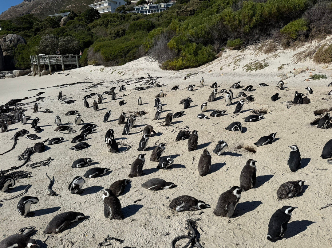 Airport Hopper Tours & Transfers-Rondebosch必去景点