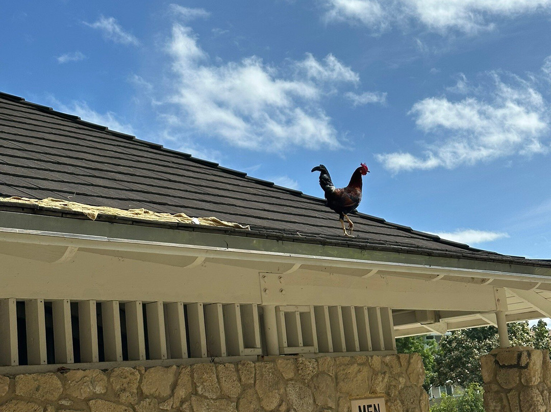 卡拉玛海滩公园-科纳必去景点